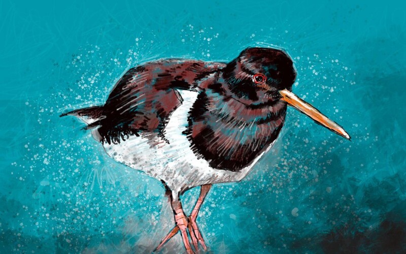 Image of Oyster Catcher by Stuart Roy